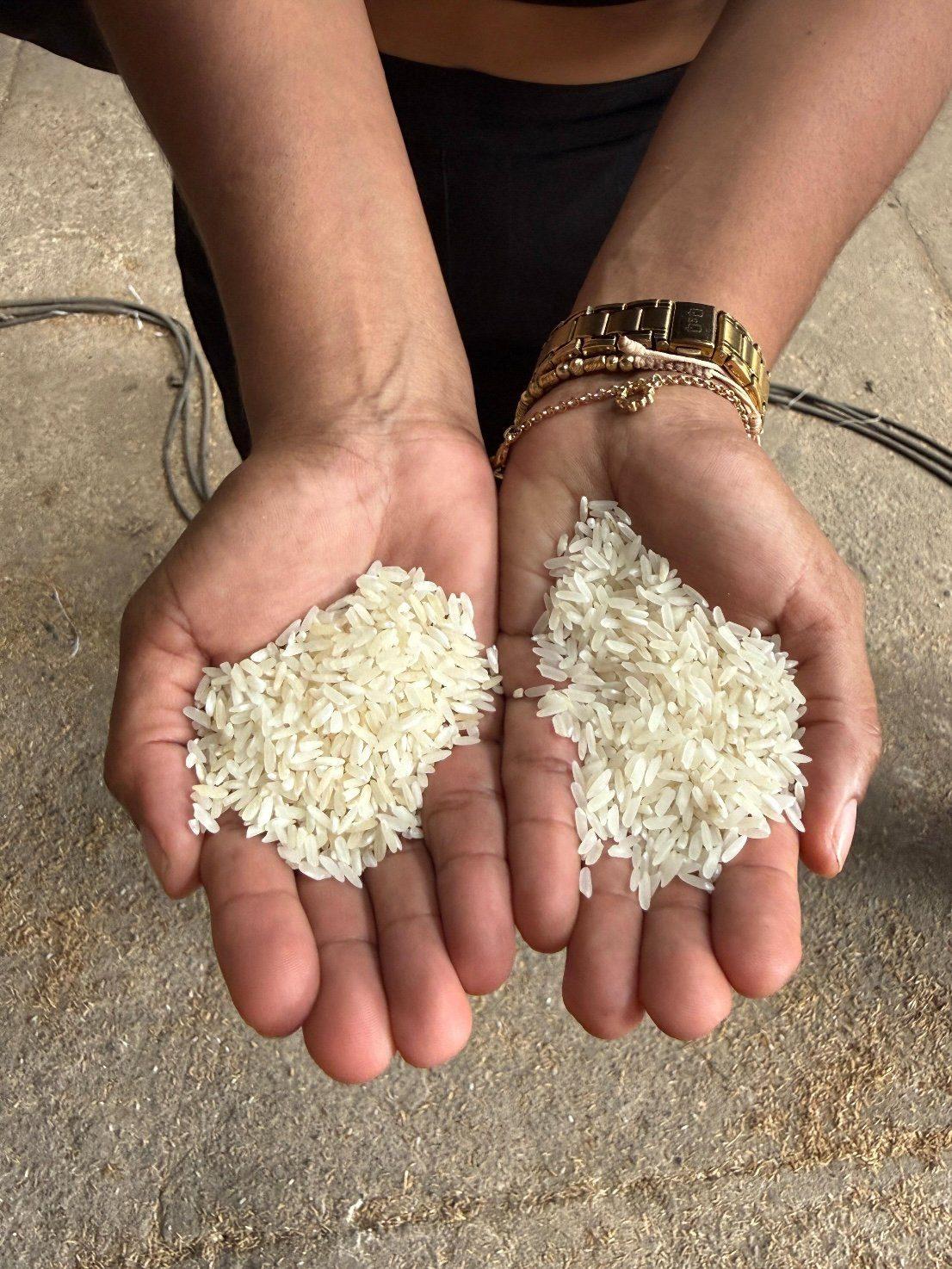 Arroz el Cacereño en manos campesinas